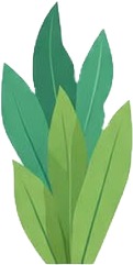 a green leaf with a white background 2.jpg